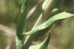 Stem-leaves-of-Woad-Plant