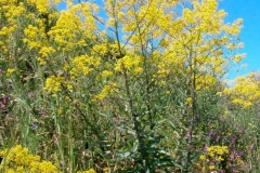 Woad-plant-growing-wild