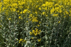 Woad-plant