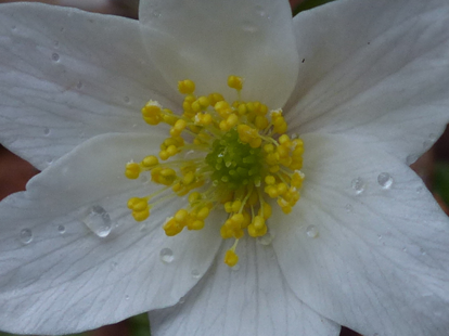 Closer-view-of-flower-of-wood-anemone