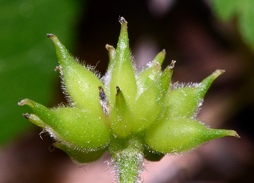 Fruit-of-Wood-anemone