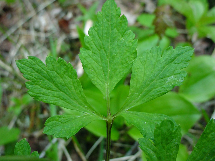 Leaves-of-Wood-anemone