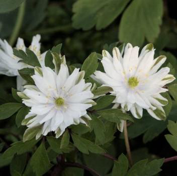 Other-variety-of-Wood-anemone