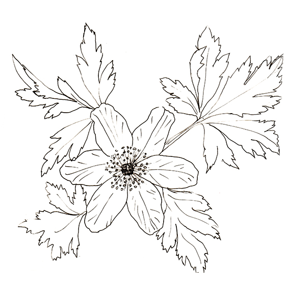 Sketch-of-Wood-anemone
