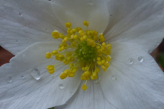 Closer-view-of-flower-of-wood-anemone