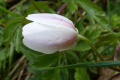 Flowering-bud-of-Wood-anemone