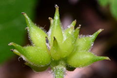 Fruit-of-Wood-anemone
