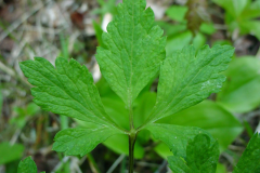 Leaves-of-Wood-anemone