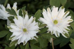 Other-variety-of-Wood-anemone