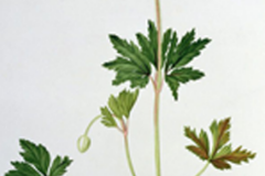 Plant-Illustration-of-Wood-anemone