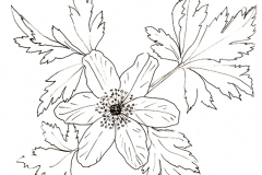 Sketch-of-Wood-anemone