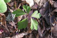 Small-plant-of-wood-anemone