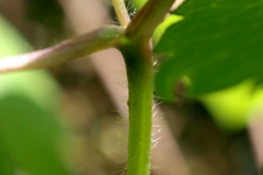 Stem-of-Wood-anemone