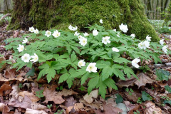 Wood-Anemone-plant