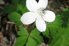 Wood-anemone-Flower