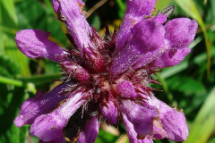 Closer-view-of-Wood-Betony-flower