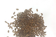 Seeds-of-Wood-betony