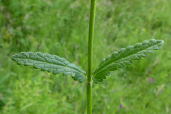 Stem-of-Wood-Betony-plant