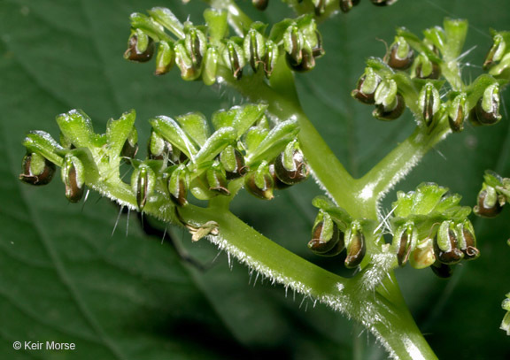 Closer-view-of-fruits-of-Wood-nettle