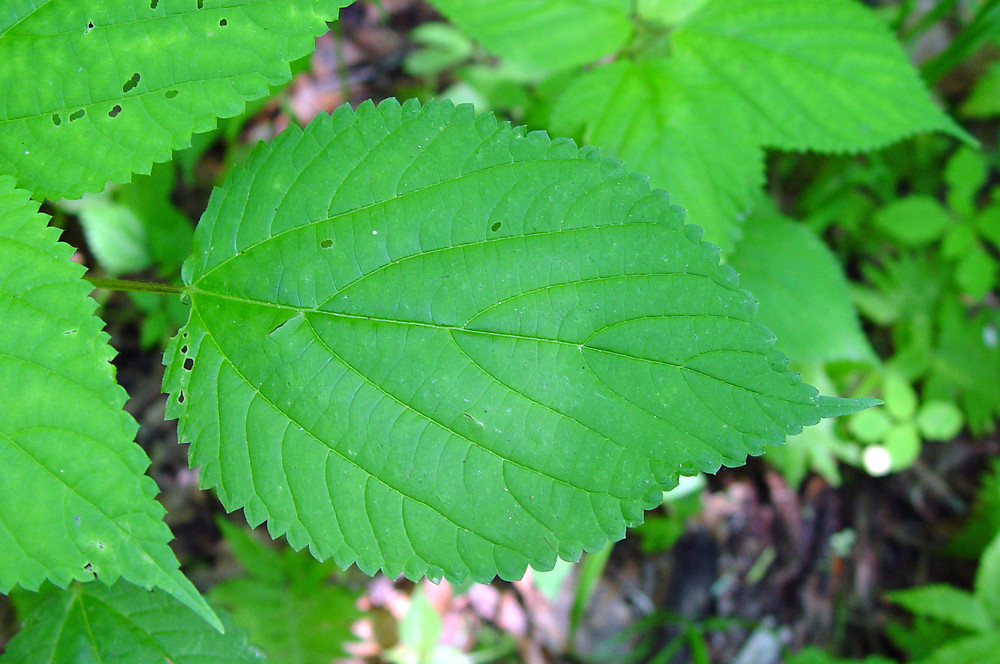 Closer-view-of-leaves of Wood nettle