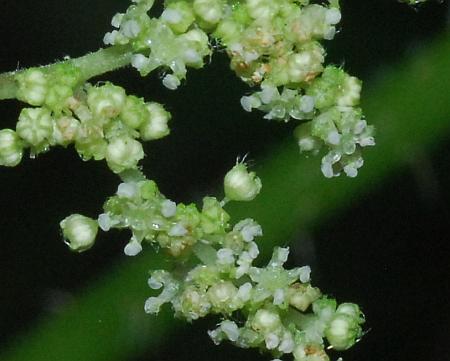 Closer-view-of-male-flower-of-Wood-nettle