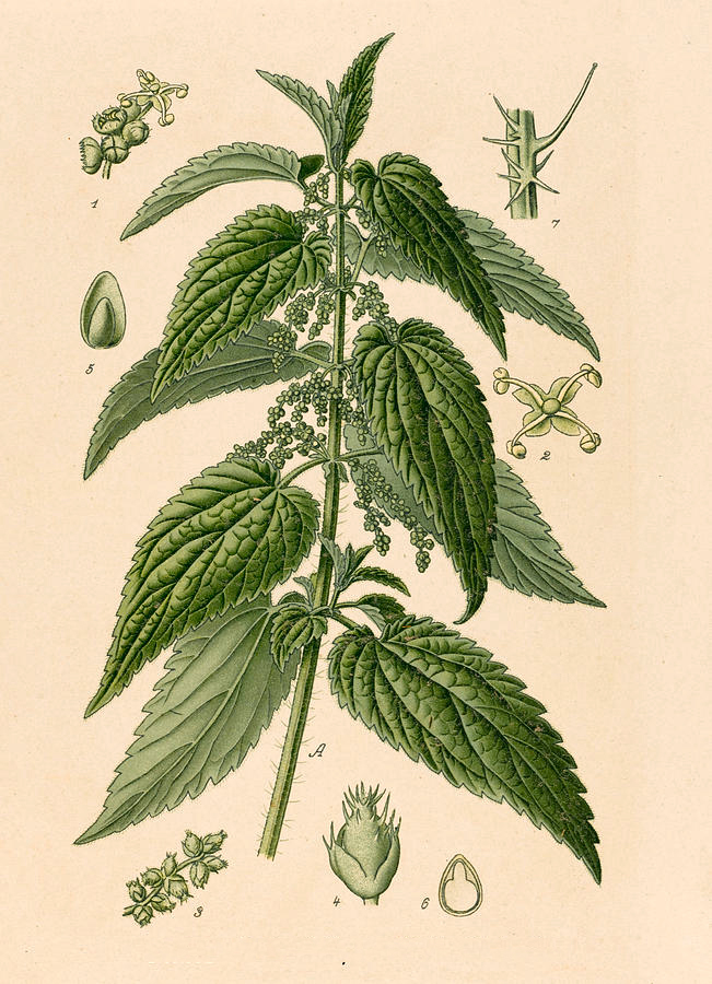 Plant-Illustration-of-Wood-nettle
