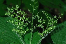 Female-flowers-of-Wood-nettle