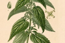 Plant-Illustration-of-Wood-nettle