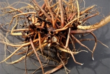 Roots-of-Wood-nettle