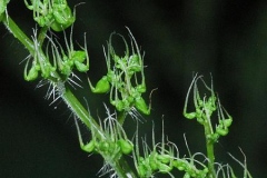 Closer-view-of-female-flowers-of-Wood-nettle