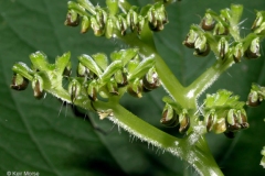 Closer-view-of-fruits-of-Wood-nettle