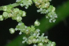 Closer-view-of-male-flower-of-Wood-nettle