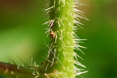 Closer-view-of-stem-of-Wood-nettle