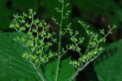 Female-flowers-of-Wood-nettle