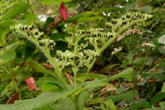 Fruits-of-Wood-nettle