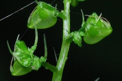 Immature-fruits-of-Wood-nettle