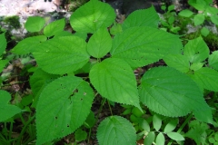 Leaves-of-Wood-nettle