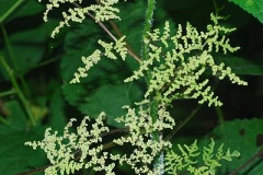 Male-flowers-of-Wood-nettle