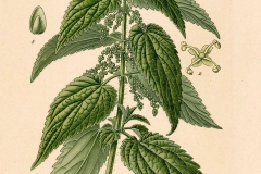 Plant-Illustration-of-Wood-nettle
