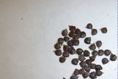 Seeds-of-Wood-nettle