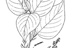 Sketch-of-Wood-nettle