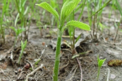 Small-Wood-nettle-plant
