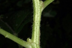 Stem-of-Wood-nettle