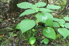 Wood-nettle-Plant