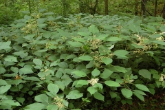 Wood-nettle-plants-growing-wild