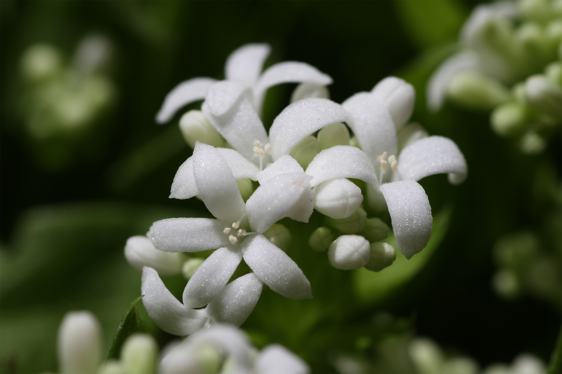 Close-view-of-Woodruff-flower