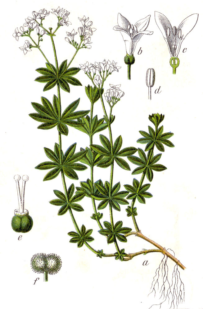 Plant-illustration-of-Woodruff