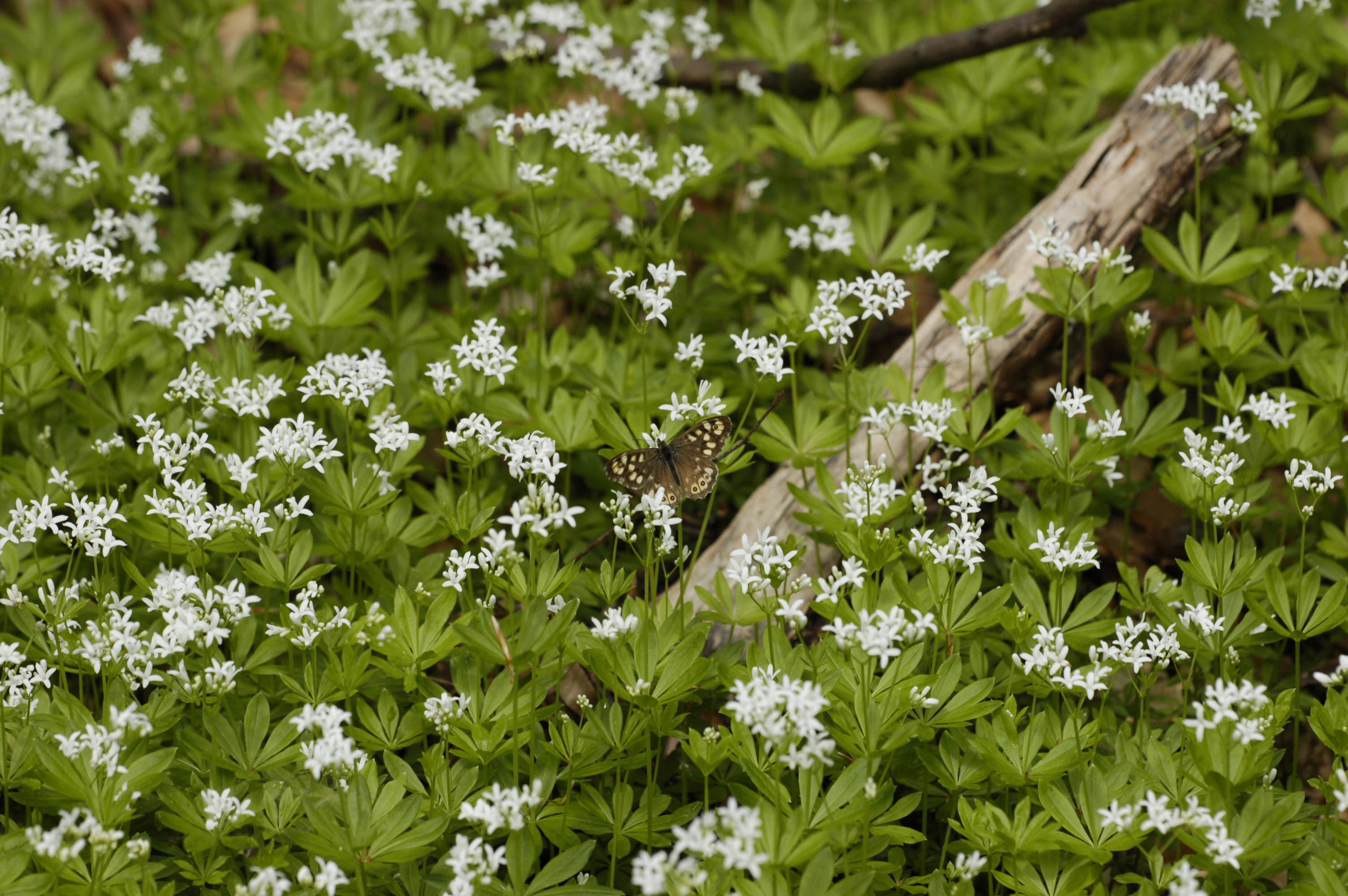 Woodruff-flowers