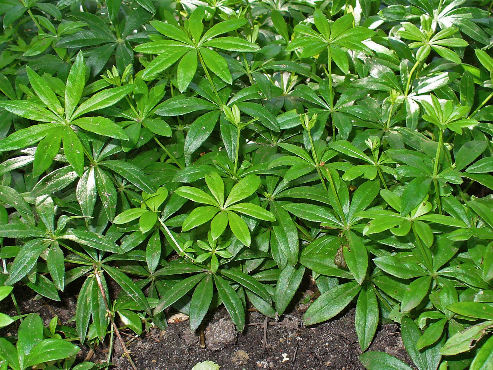 Woodruff-leaves