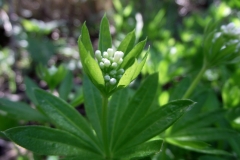 Flower-buds-of-Woodruff